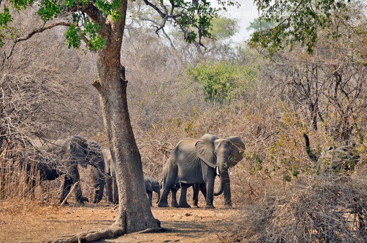 Elephants, Kanga Pan, Mana Pools NP