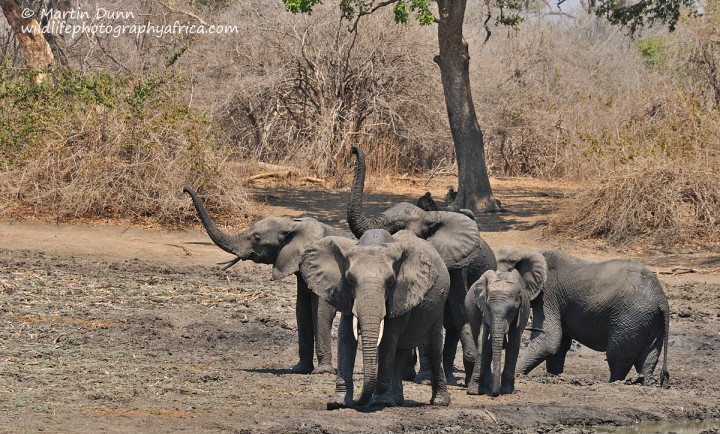 Elephants, Kanga Pan, Mana Pools NP