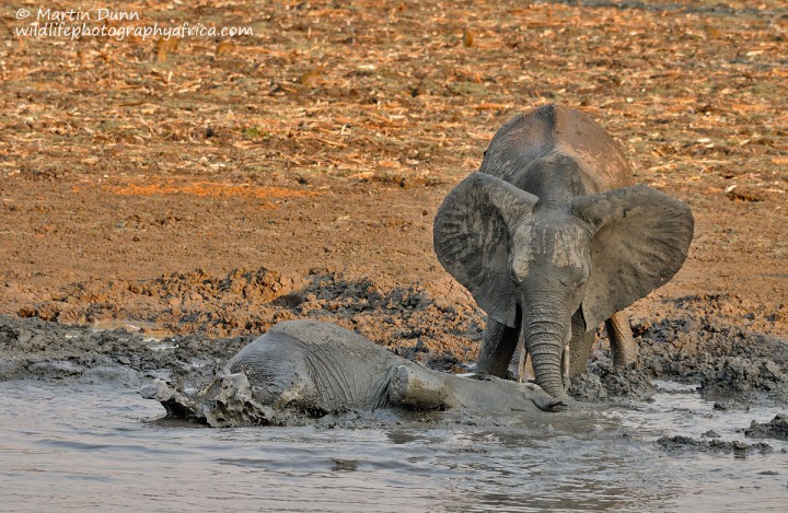 Elephants enjoy a mud bath, Kanga Pan, Mana Pools NP