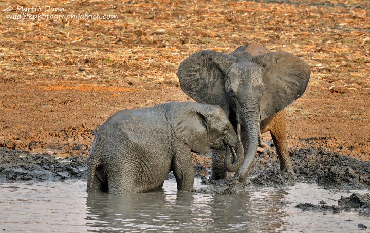 Young elephants enjoy a mud bath, Kanga Pan, Mana Pools NP