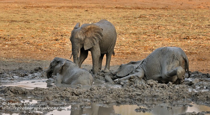 Young elephants enjoy a mud bath, Kanga Pan, Mana Pools NP