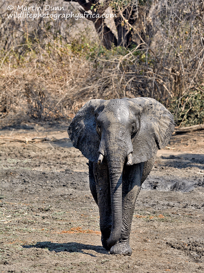 Elephant, Kanga Pan, Mana Pools NP