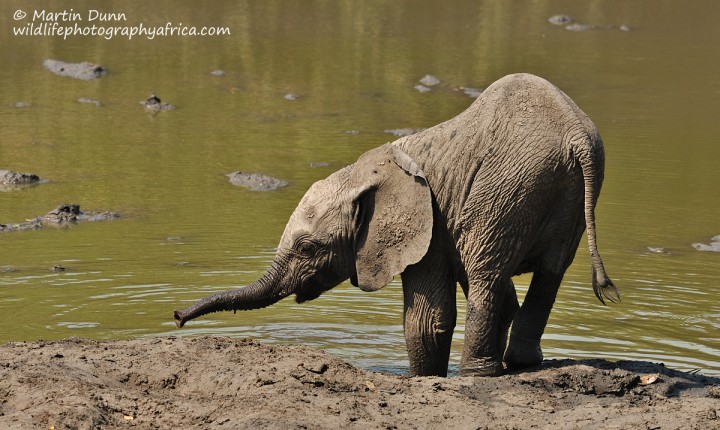 Elephant Calf, Kanga Pan, Mana Pools NP