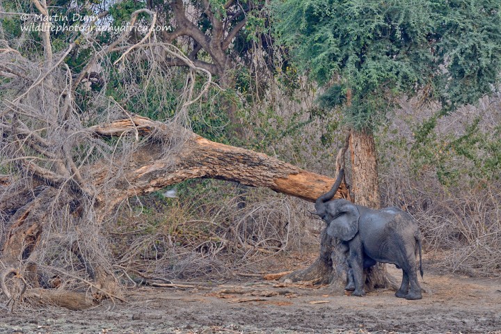 Can't beat a good scratch. Elephant, Kanga Pan, Mana Pools NP