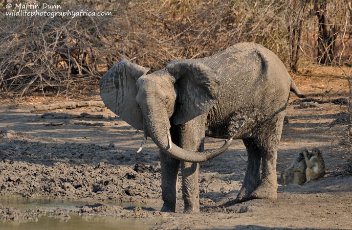 Elephant mud shower, Kanga Pan, Mana Pools NP