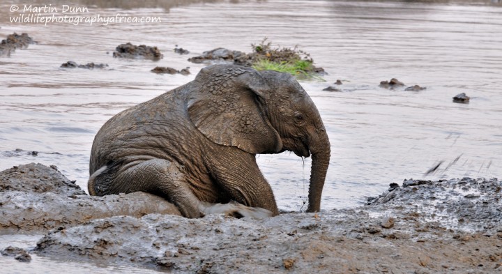 A young elephant enjoys to mud, Kanga Pan, Mana Pools NP