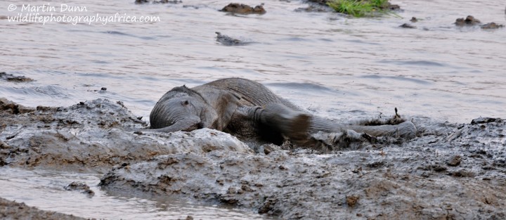 A young elephant enjoys the mud, Kanga Pan, Mana Pools NP