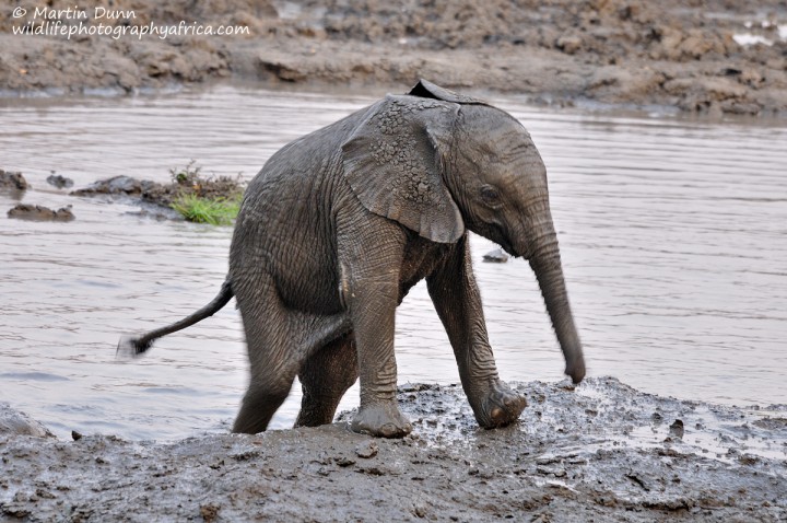 Elephant calf, Kanga Pan, Mana Pools NP