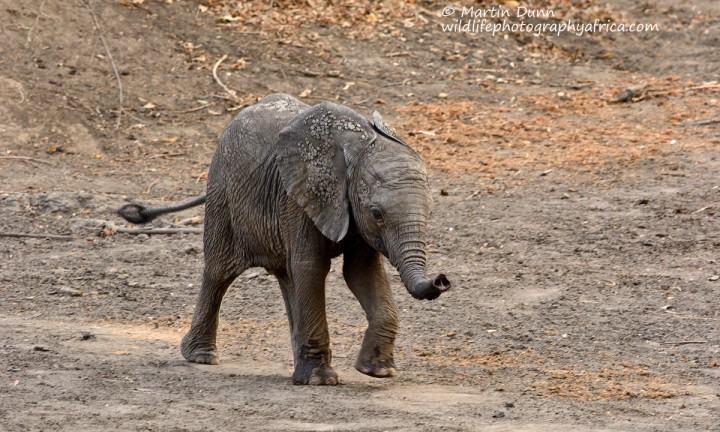 Elephant calf, Kanga Pan, Mana Pools NP