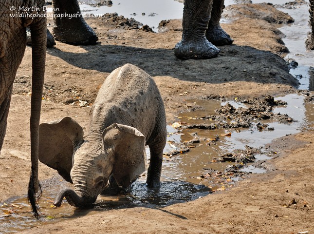 It takes a while for an elephant calf to learn to use it's trunk. Until then it has to kneel to drink.