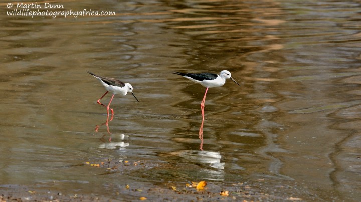 Black Winged Stilts - (Himanoptus himanoptus)