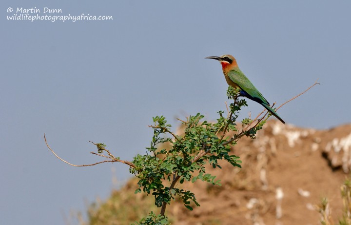 White Fronted Bee Eater - (Merops bullockoides)