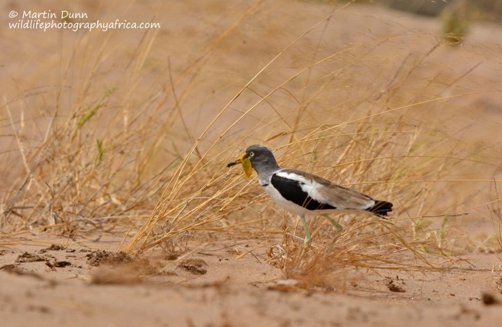 White Crowned Lapwing - (Vanellus albiceps)