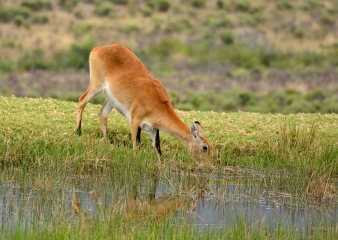 Kafue Lechwe ewe