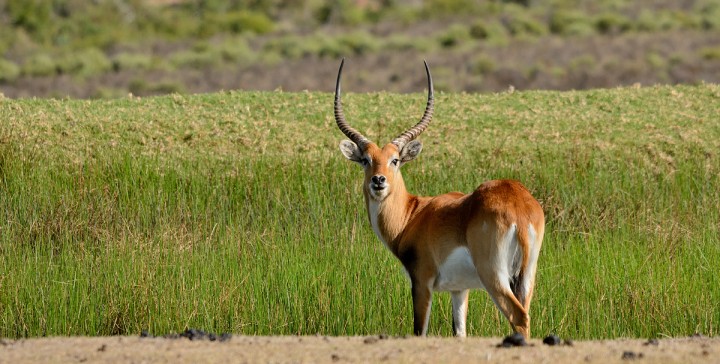 Kafue Lechwe Ram