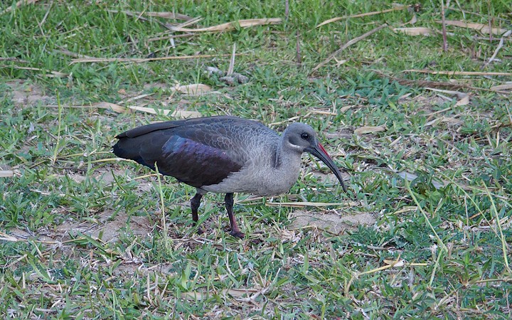 Hadeda Ibis