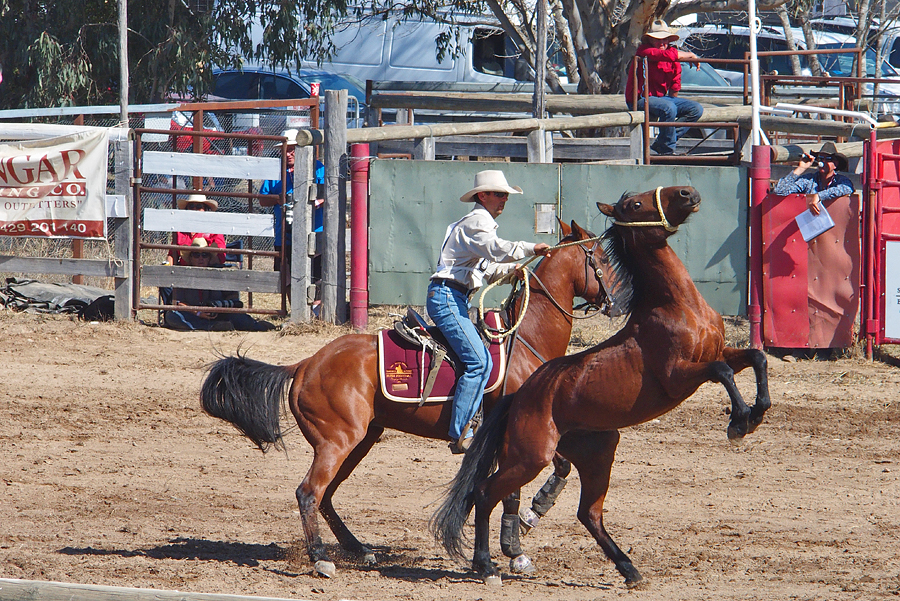 Rounding up a brumbie