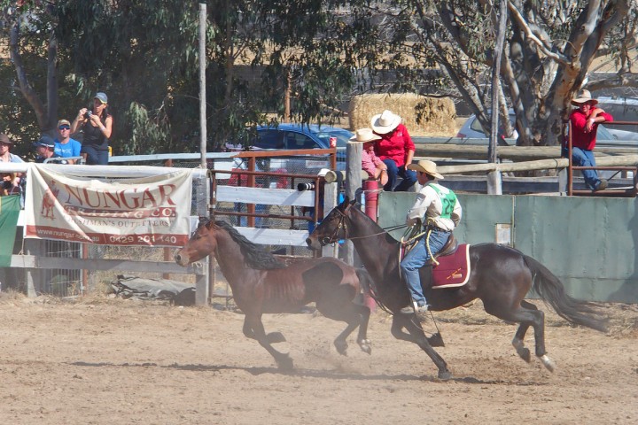 Chasing a brumbie