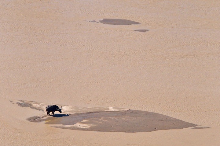 Buffalo in white umfolozi river