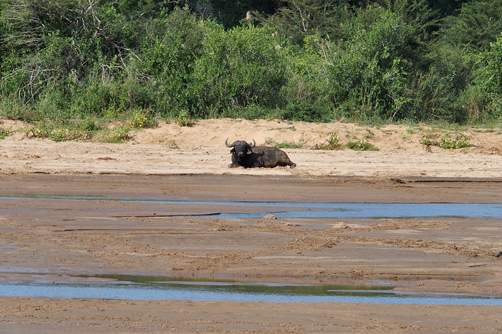 One of the many Dagga Boys we saw resting in the river bed