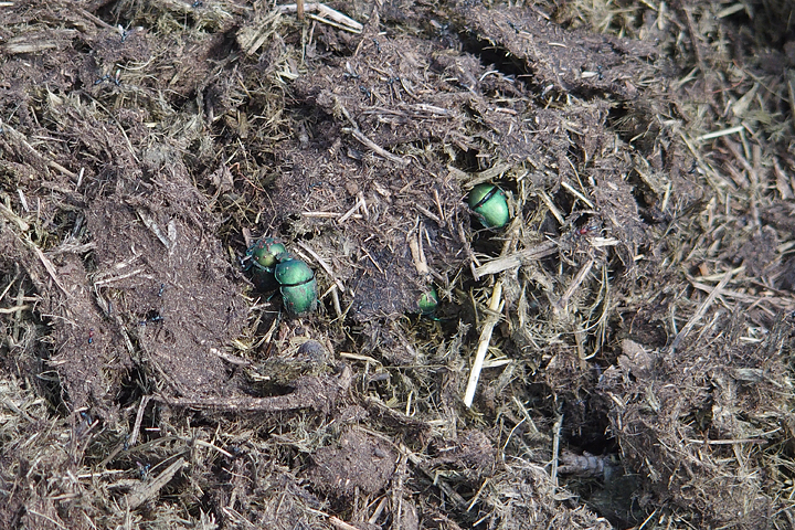 Dung Beetles exploring the rhino midden