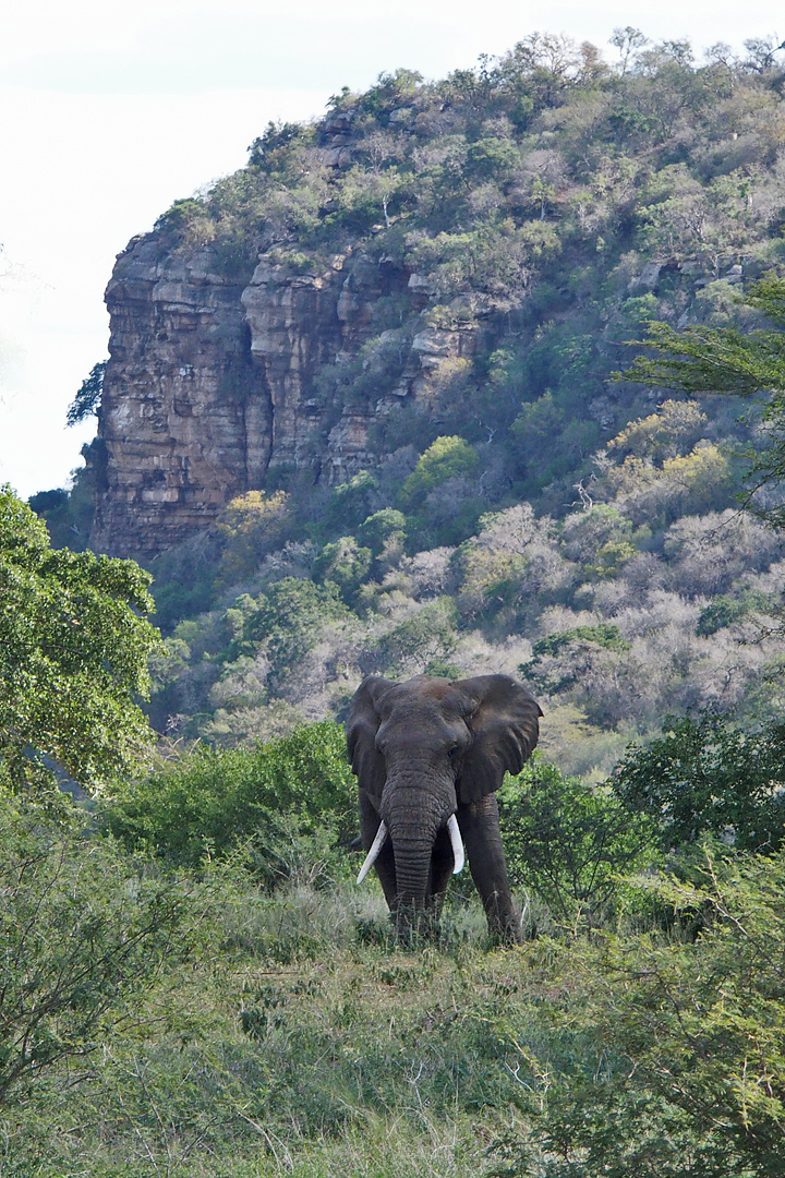 there's an elephant blocking our path