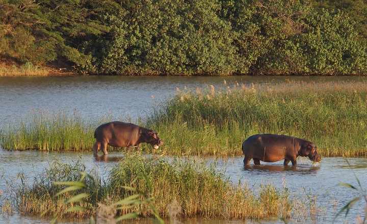 Hippos at St Lucia