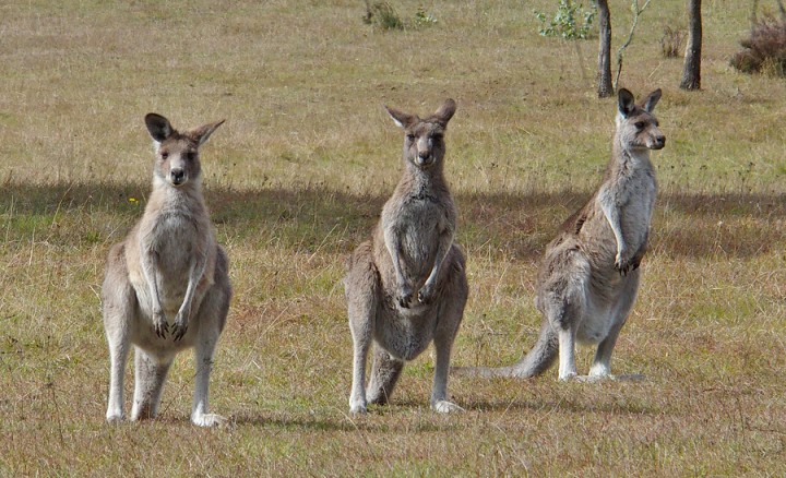 Kangaroos