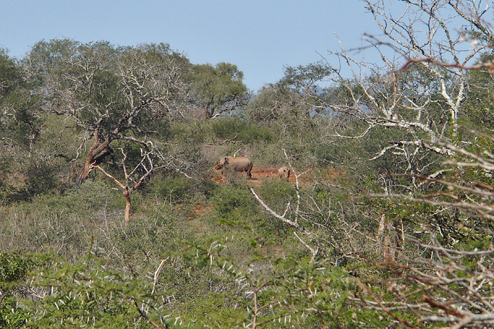 Rhino and calf