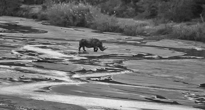 Rhino crossing the river