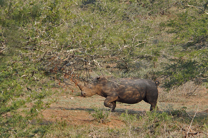 Rhino