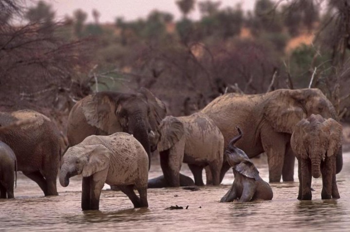 Elephants - Lake Banzena - Mali