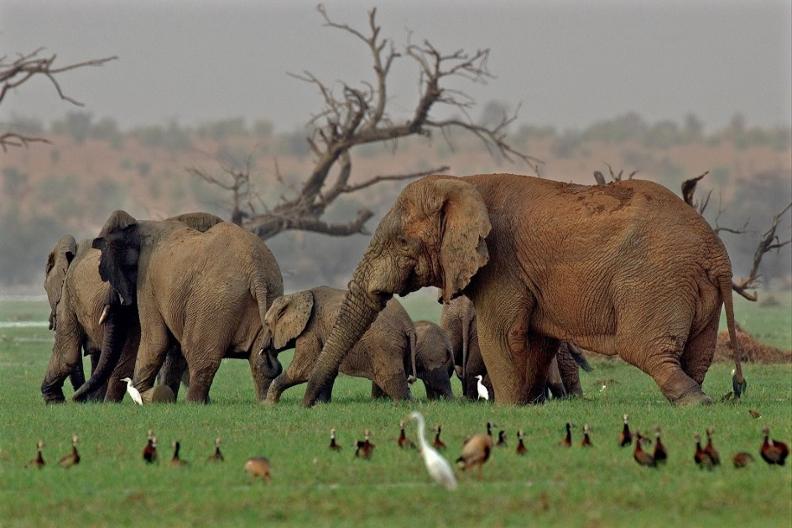 Elephants - Lake Banzena - Mali