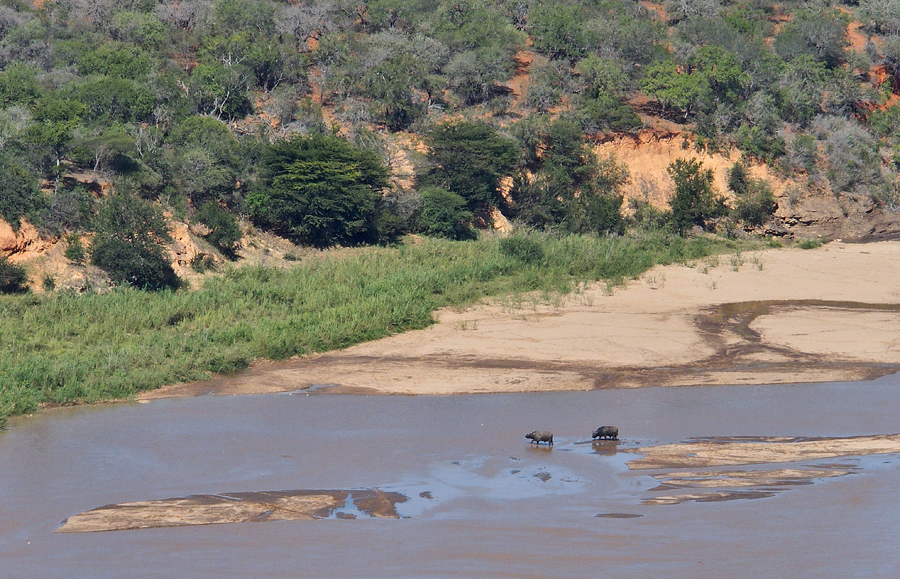 Even the buffaloes looked tiny from our lofty perch