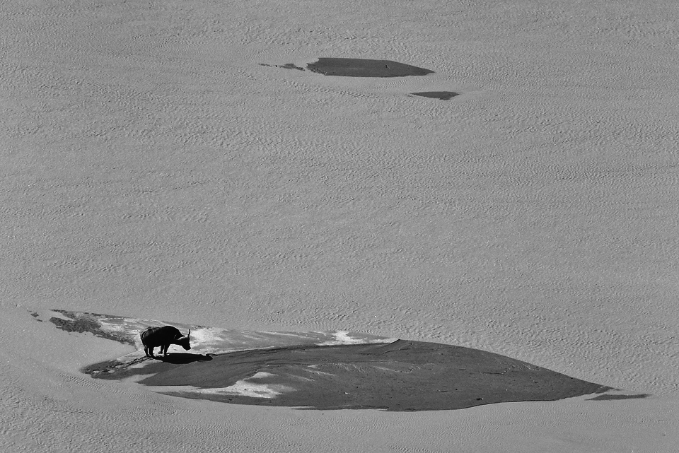 Buffalo viewed from Shaka's Rock - Low Key