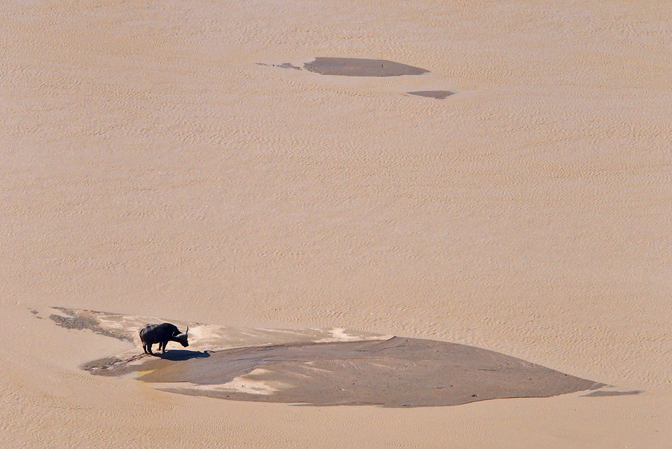 Buffalo, viewed from Shaka's Rock