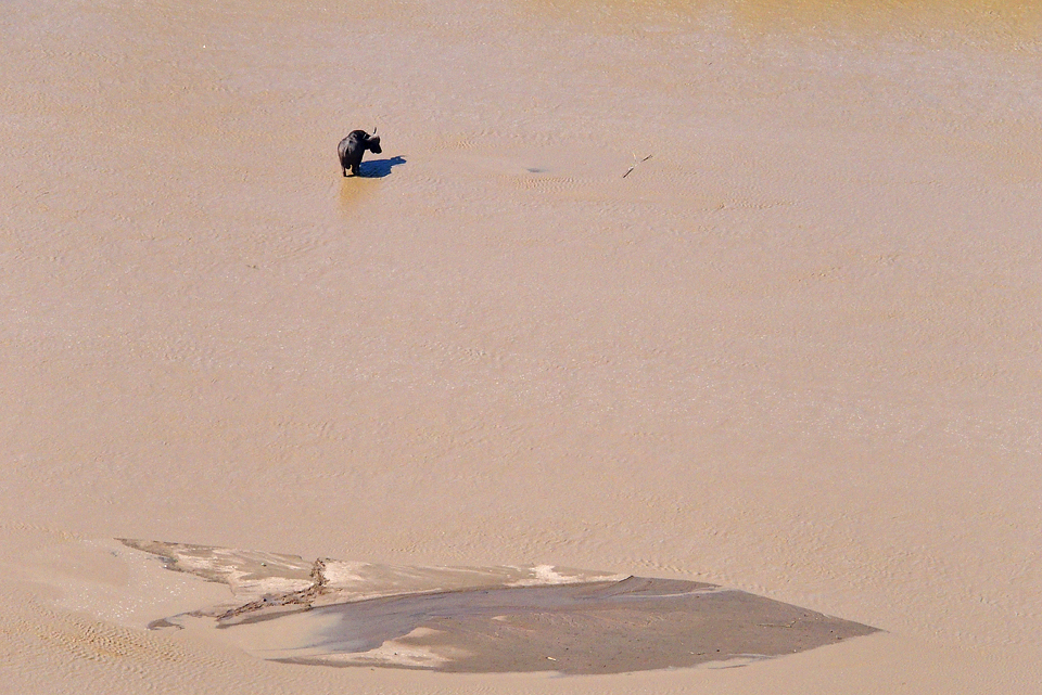 Buffalo crossing the White Umfolozi - viewed from Shaka's Rock