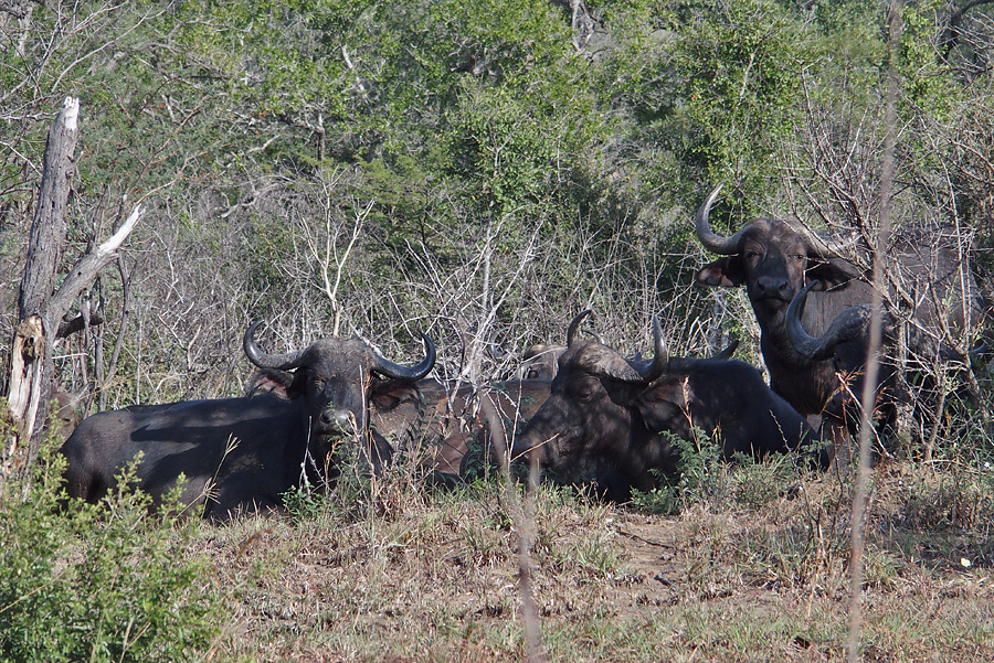 Buffaloes