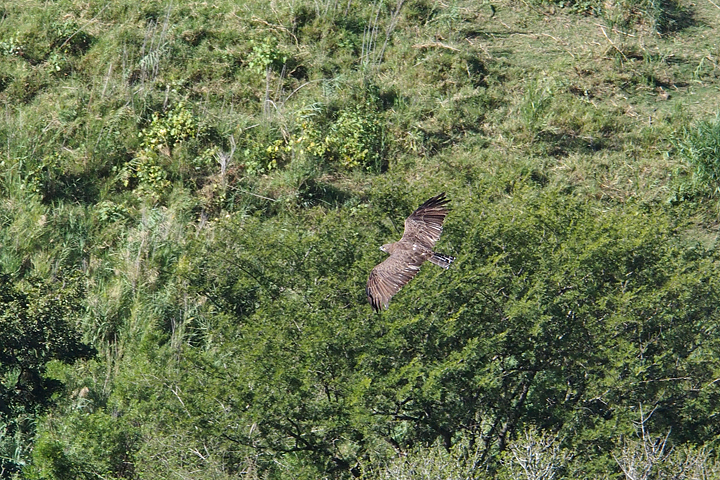 We were even looking down on high flying eagles