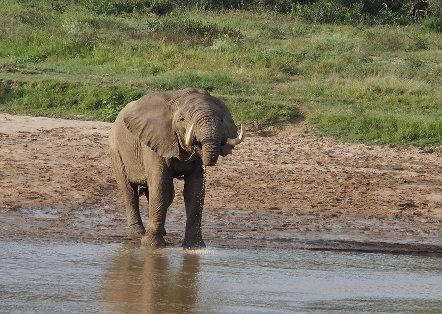 Elephant drinking from the white Umfolozi river