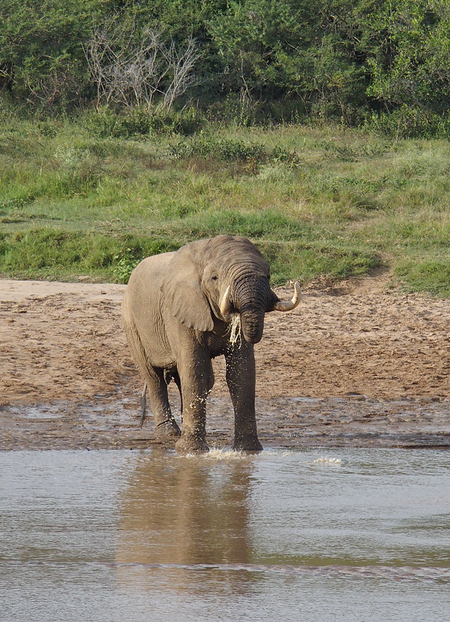 Elephant drinking from the White Umfolozi river
