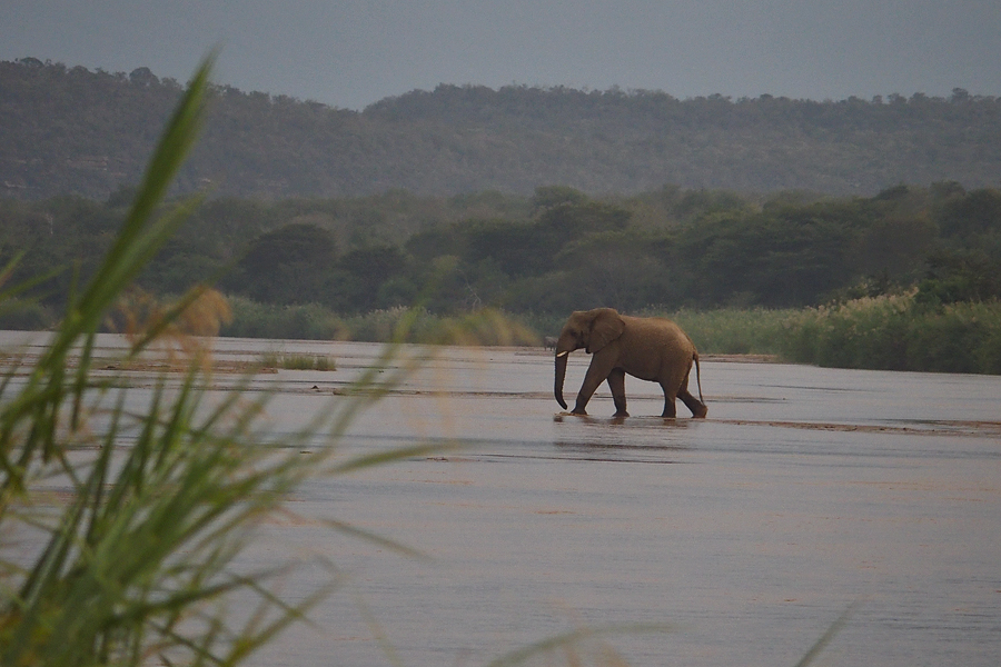 Elephant crossing the White Umfolozi