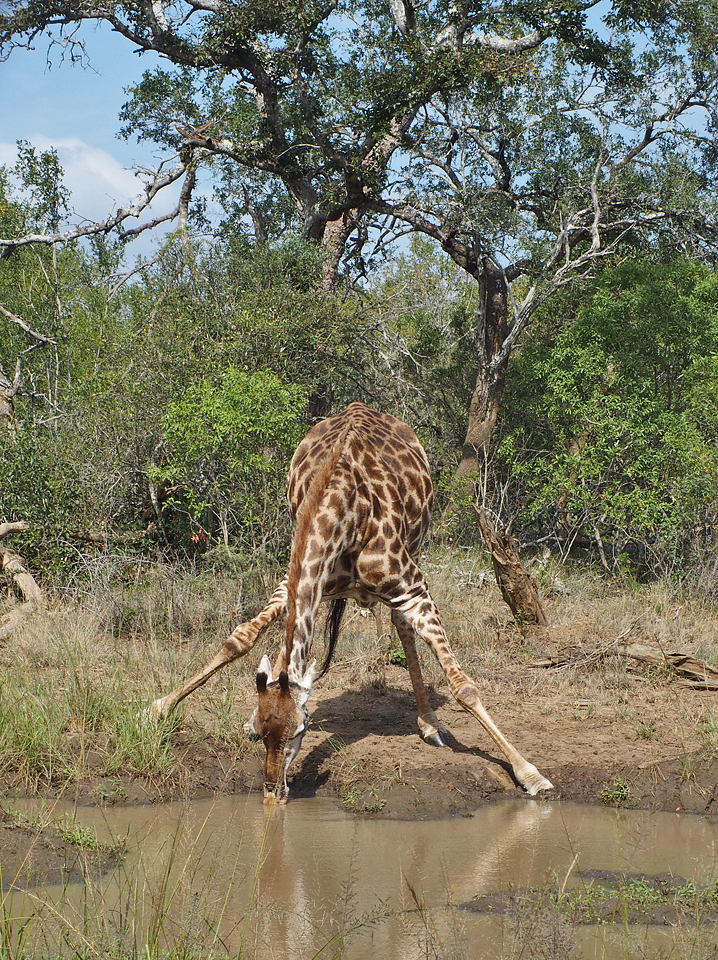 Giraffe drinking - Hluhluwe - iMfolozi NP