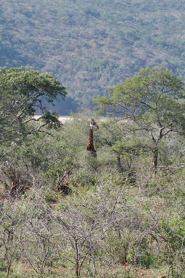 A very relaxed giraffe