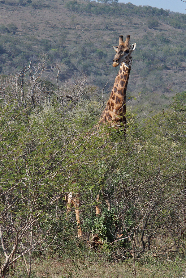 A very relaxed giraffe
