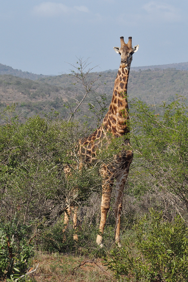 I've never seen such a relaxed giraffe