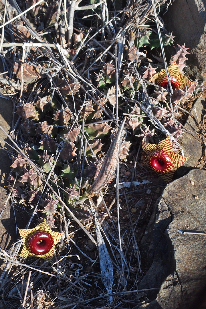 Huernia zebrina