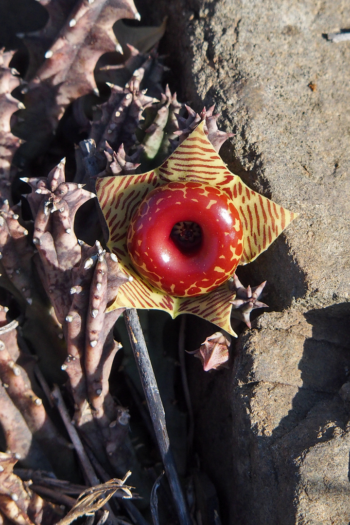 Huernia zebrina