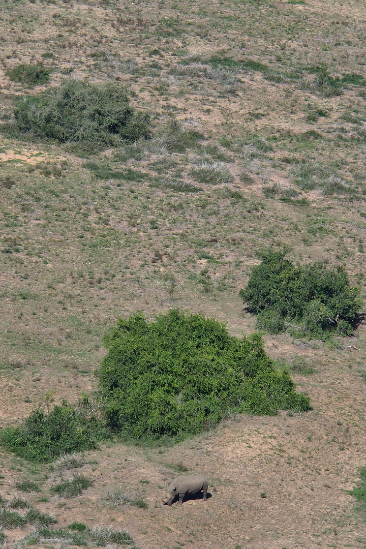 Rhino Calf