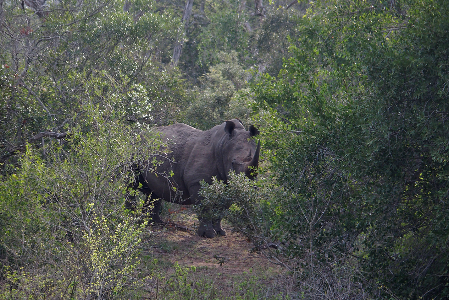 Rhino lurking